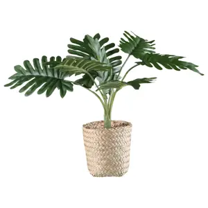 UMĚLÁ ROSTLINA PHILODENDRON II